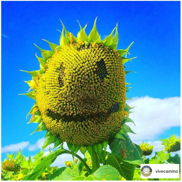 sunflower crop