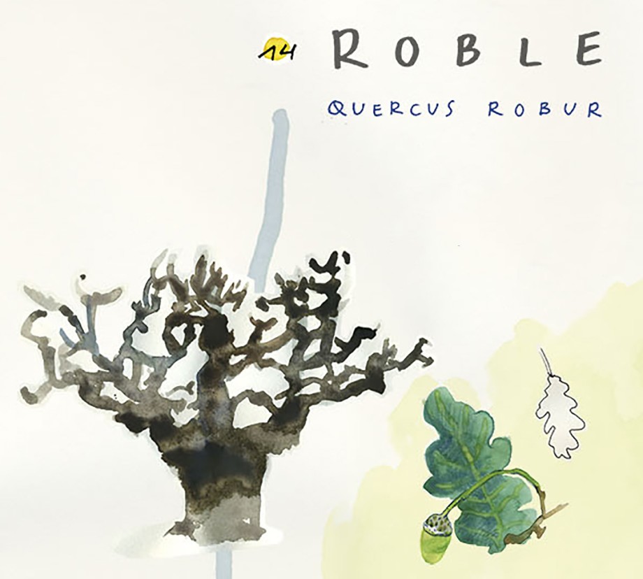 Roble. Guía de árboles del Camino Francés