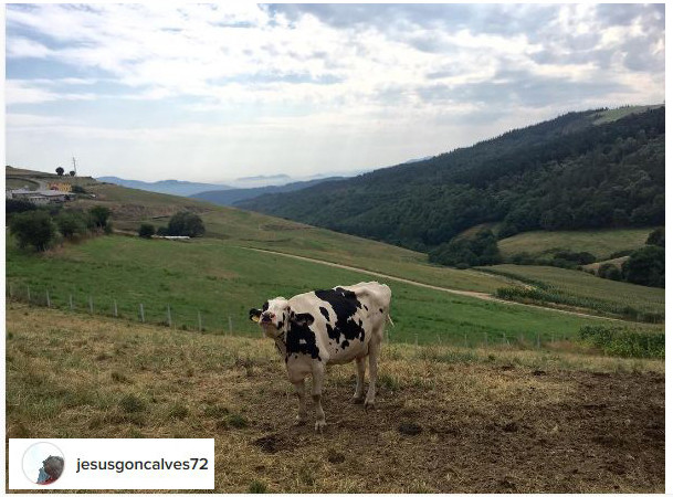 camino de santiago cow