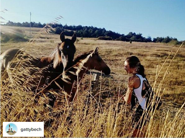 camino de santiago horse