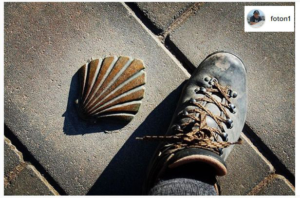 camino scallop sign