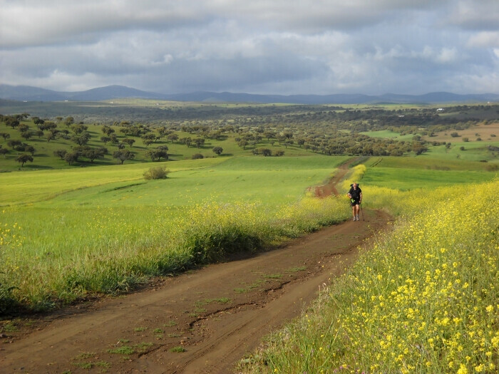 Ruda do Caminho de Santiago na primavera