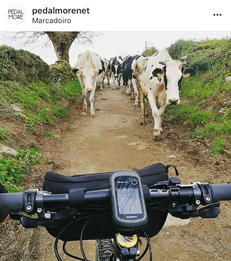 compañeros de camino de santiago