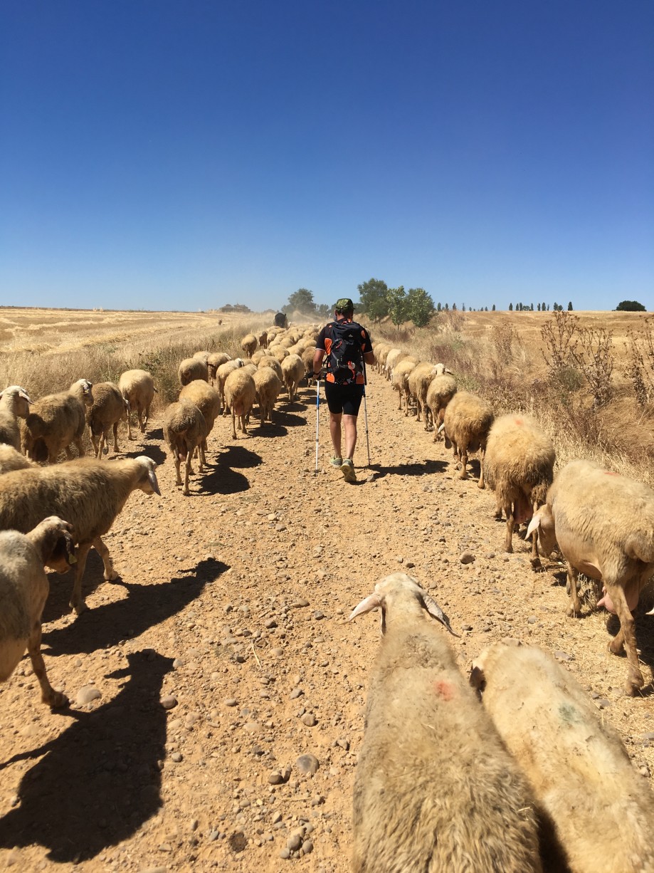 compañeros en el camino de santiago