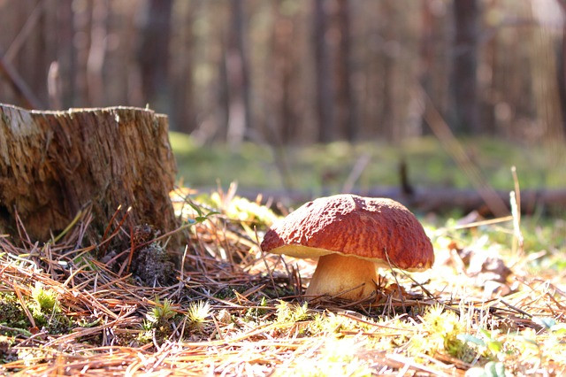 french way mushroom navarre