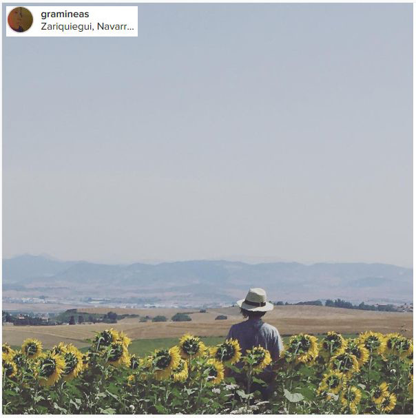 campos de girasoles