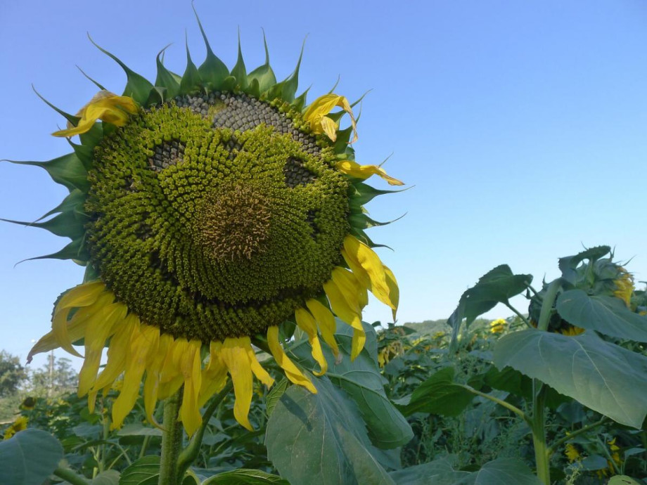 sunflowers camino santiago