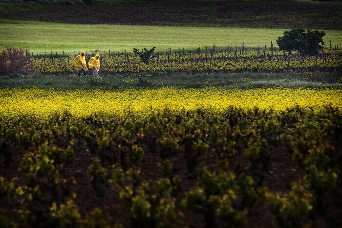 Peregrinos com mochila a percorrer o Caminho de Santiago na primavera