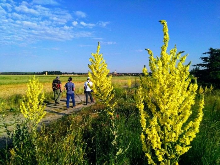 Camino de Santiago en primavera. Mejores rutas