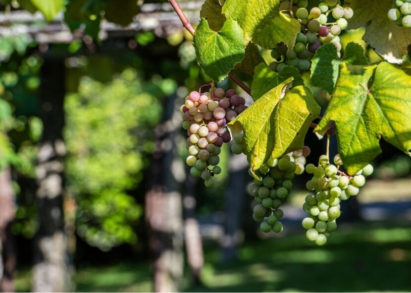Uvas Camino de Santiago