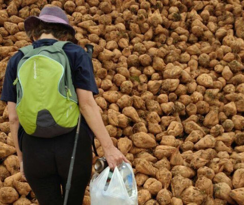 An eco-pilgrimage on the Camino de Santiago