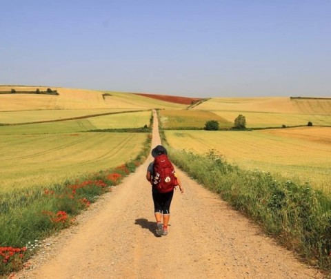 ¿Cuántos peregrinos recorren el Camino de Santiago?