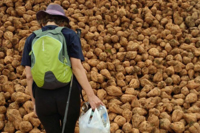 An eco-pilgrimage on the Camino de Santiago