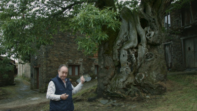 Castaño de Ramil, el árbol del Camino de Santiago