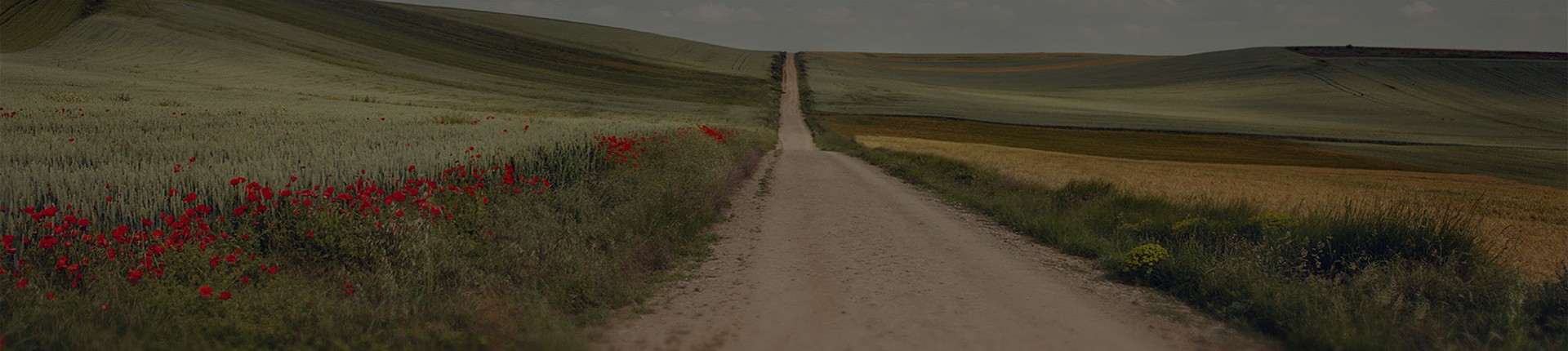 Camino Francés (The French Way)