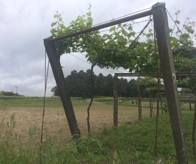 Etapa de Caldas de Reis a Padrón, Camino Portugués