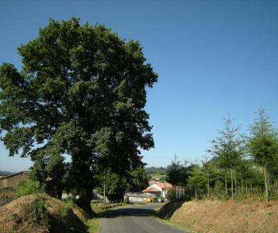 Camino del Norte a su paso por Boimorto