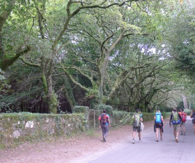 Camino Francés entre Arzúa y O Pedrouzo