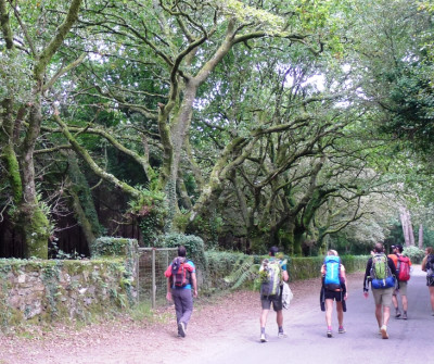 Etapa O Pedrouzo - Santiago de Compostela, del Camino de Santiago