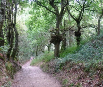 Camino de Santiago Francés llegando a O Pedoruzo