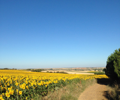 Etapa El Burgo Ranero - León del Camino Francés