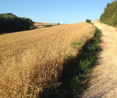 Camino Francés entre Estella y Los Arcos