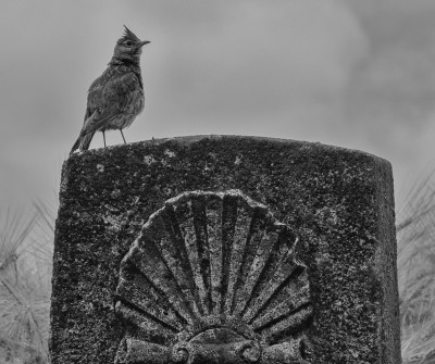 Señalización del Camino de Santiago Francés