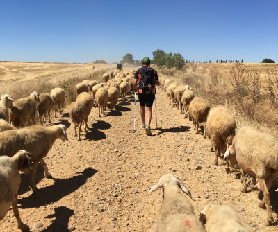 Camino de Santiago Francés llegando a Boadilla del Camino