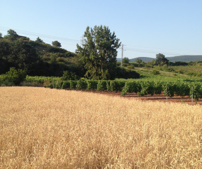 Etapa entre Logroño y Nájera del Camino Francés