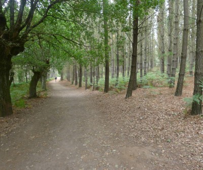 Camino de Santiago Francés entre Portomarín y Palas de Rei