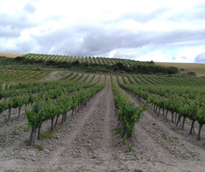 Etapa entre Sangüesa y Monreal del Camino Francés