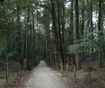 Paisaje boscoso entre Zubiri y Pamplona