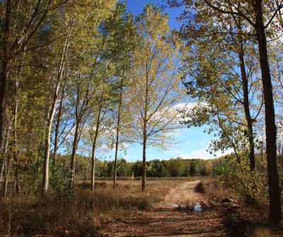 Etapa entre Burgos y Hontanas del Camino Francés