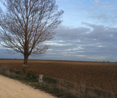 Camino de Santiago Francés entre Carrión de los Condes y Terradillos de los Templarios