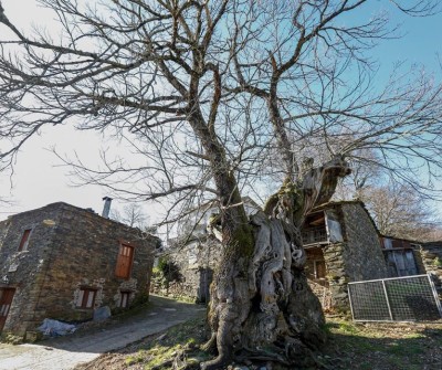 Castaño centenario en Ramil, Triacastela