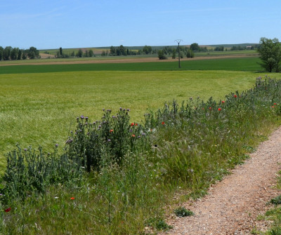 Camino de Santiago entre Terradillos de los Templarios y El Burgo Ranero