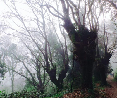 peregrinos en el Camino de Santiago entre Triacastela y Sarria