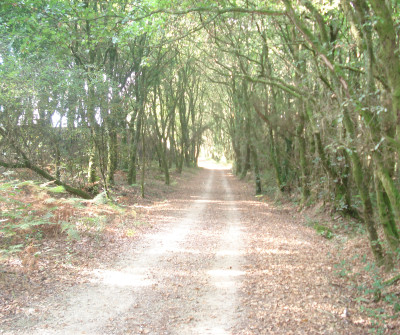 Montes del Camino Inglés