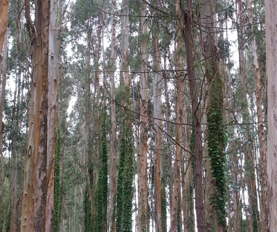 Etapa Pontedeume-Betanzos del Camino Inglés