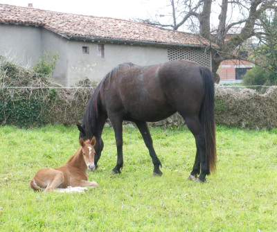 Caballo en la etapa entre Grado y Salas del Camino Primitivo