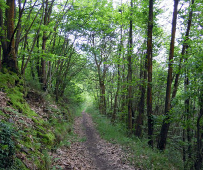 Paisaje del Camino Primitivo entre Pola de Allande y A Mesa