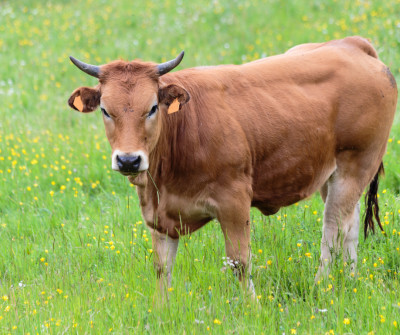 Las vacas son grandes compañeras en el Camino Primitivo