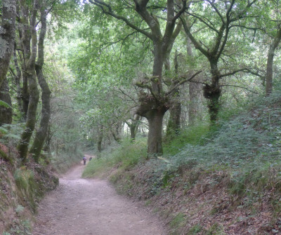 Camino Primitivo entre Melide y O Pedrouzo