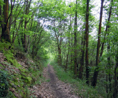 Paisaje del Camino Primitivo entre Pola de Allande y A Mesa