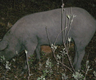 Cerdo en la Vía de la Plata