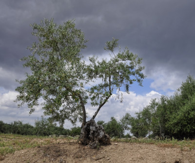 Olivo de Plasencia 