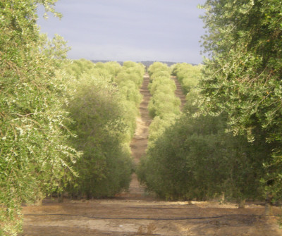 Camino de Castilblanco