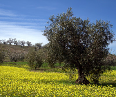 Olivos en Vía de la Plata