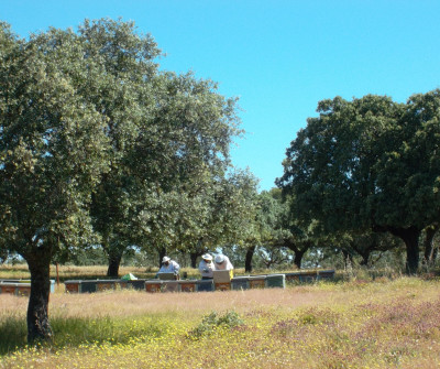 Colmenas en Vía de la Plata