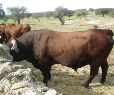 Toros en Vía de la Plata